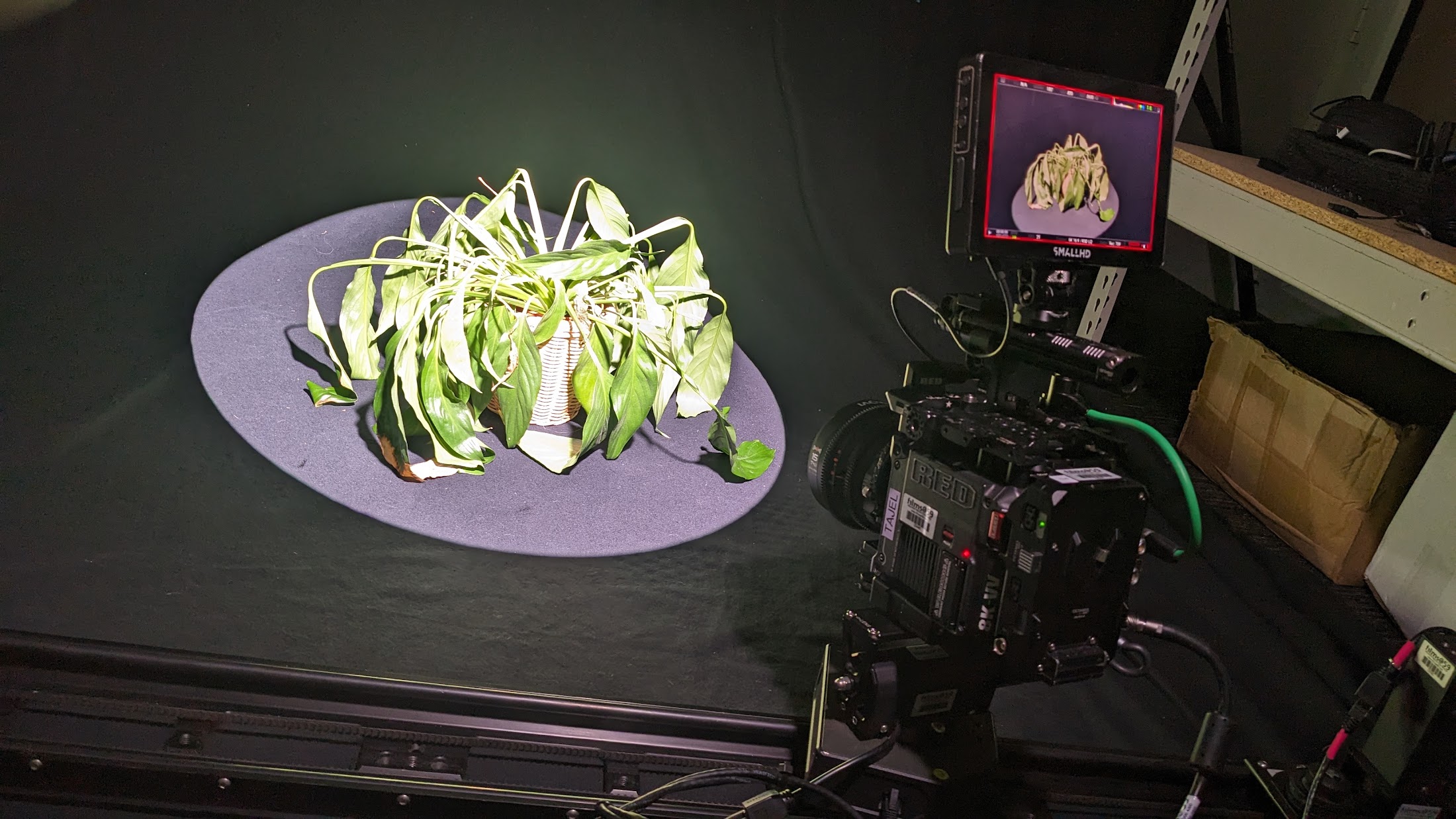 A POV shot of a cinema camera pointed at Peace Lily in a spotlight.